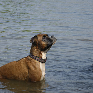 Lexx im Wasser