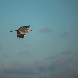 Reiher im Flug