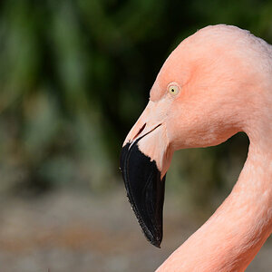 flamingo 1200