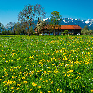 Pfisterhof Blumenwiese