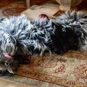 TZ ZIM 5893