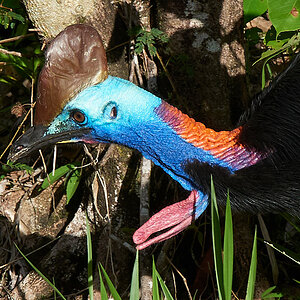 Daintree213