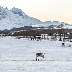 Rentier Tisnes 2