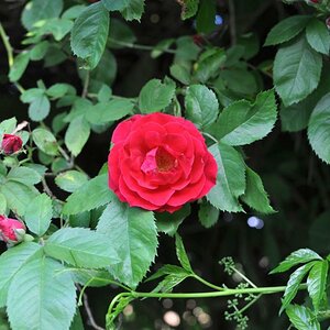 20180525 03 Rose