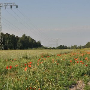 20180527 01 Blumen