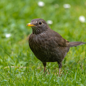 Amsel
