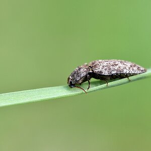 comp JEM 5920

 Mausgrauer Schnellkäfer (Agrypnus murinus)