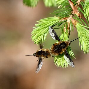 comp JEM 5944

Wollschweber im Paarungsflug