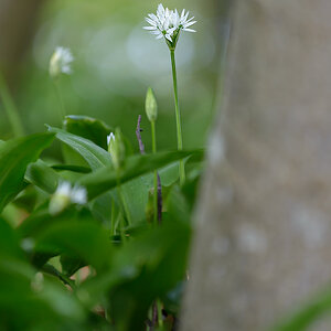 wald 002