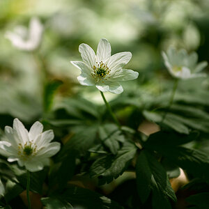 wald 001