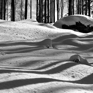 20090214 125017Bayerwald