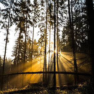 Im Wald