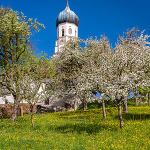 Obstbaumblüte in Gaissach