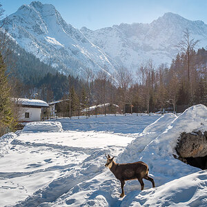 Gemse Karwendel