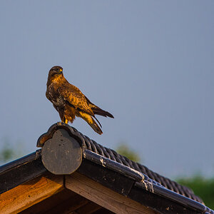 Mäusebussard