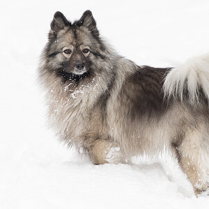 snowdoggie 2