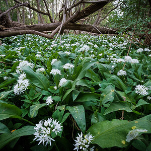 Bärlauchblüte 0692