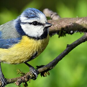 comp JEM 6042

Blaumeise