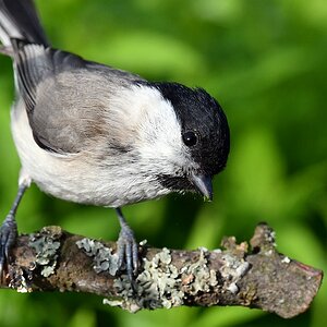 comp JEM 6078

Nonnenmeise