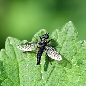 comp JEM 6217

Wollige Haarmücke