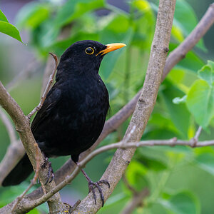 Amsel