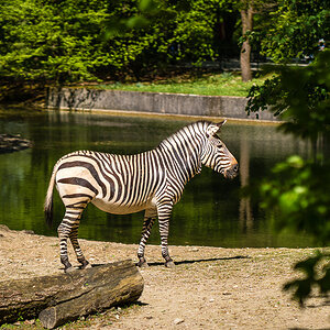 Zebra
