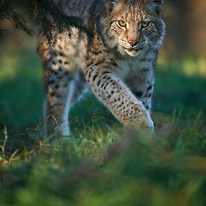 Luchs