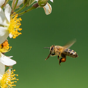 Biene im Anflug