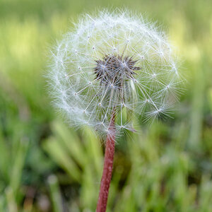 Pusteblume
