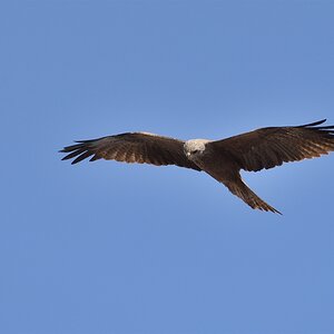 DSC 3196