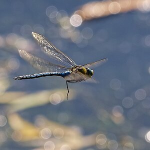 DSC 3239ak