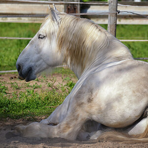 pferd liegend 1200