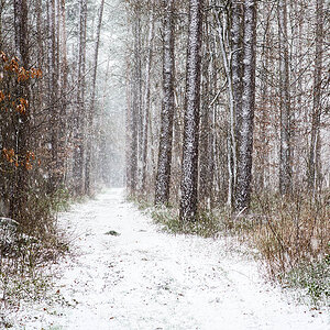 Schneewald