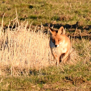 fuchs.nf.1