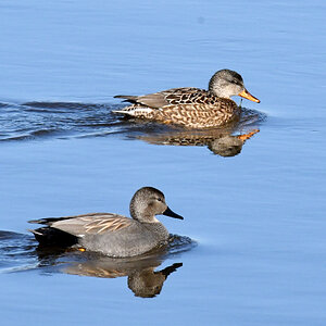 enten.nf.1