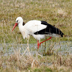 storch.1.nf