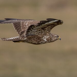 D50 1995 Bussard Bodennah VA 3 2018