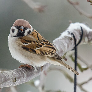 Spatz kl