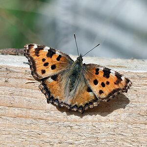 comp JEM 6326

Großer Fuchs