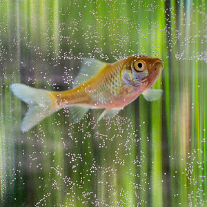 DSC0409 PS w