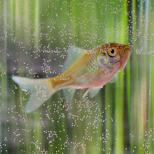 DSC0410 PS w