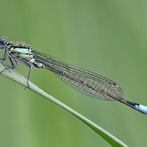 comp JEM 6538

Große Pechlibelle