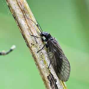 comp JEM 6576

Schlammfliege