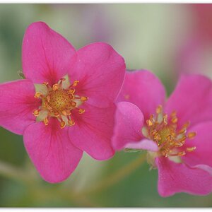 20180428 Erdbeer 03
D700 + AF 80-200/4,5-5,6 D + Marumi Achromat +3