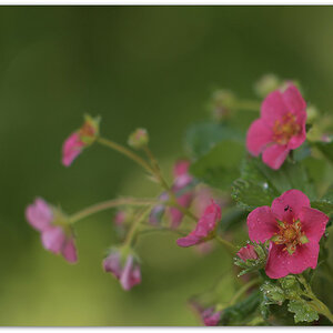 20180429 Erdbeer 16
D700 + Ai-S 105/2,5