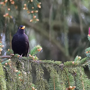 Amsel