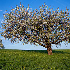 Kirschbluete