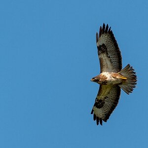 Bussard