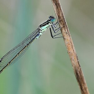 comp JEM 6684

Heute noch eine Pechlibelle Fotografiert