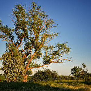 baum sonnenuntergang 1200